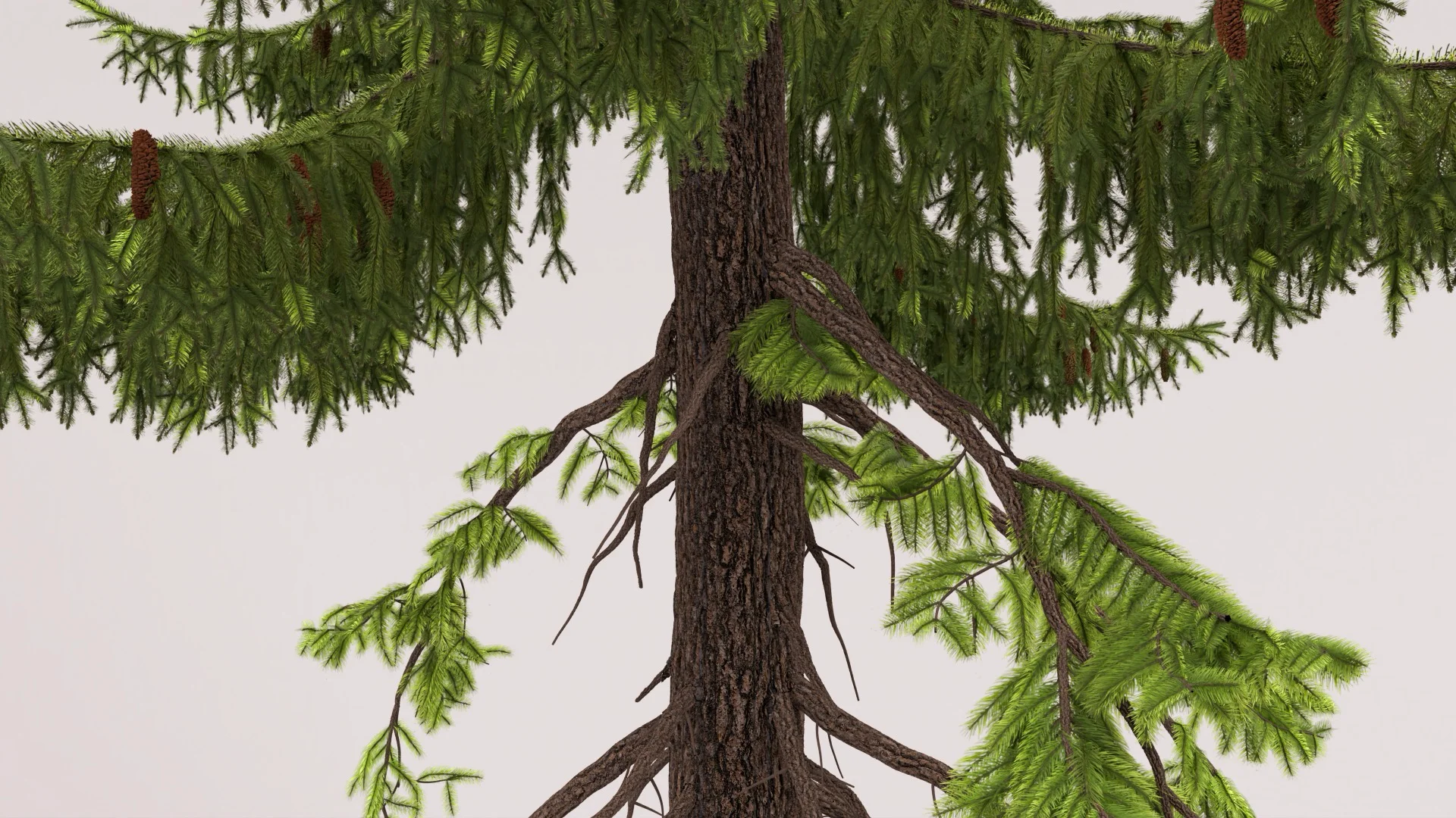 Figure 7: Closeup lookdev test render of a spruce tree, focsing on bark displacement detail and backlighting through the needles.
