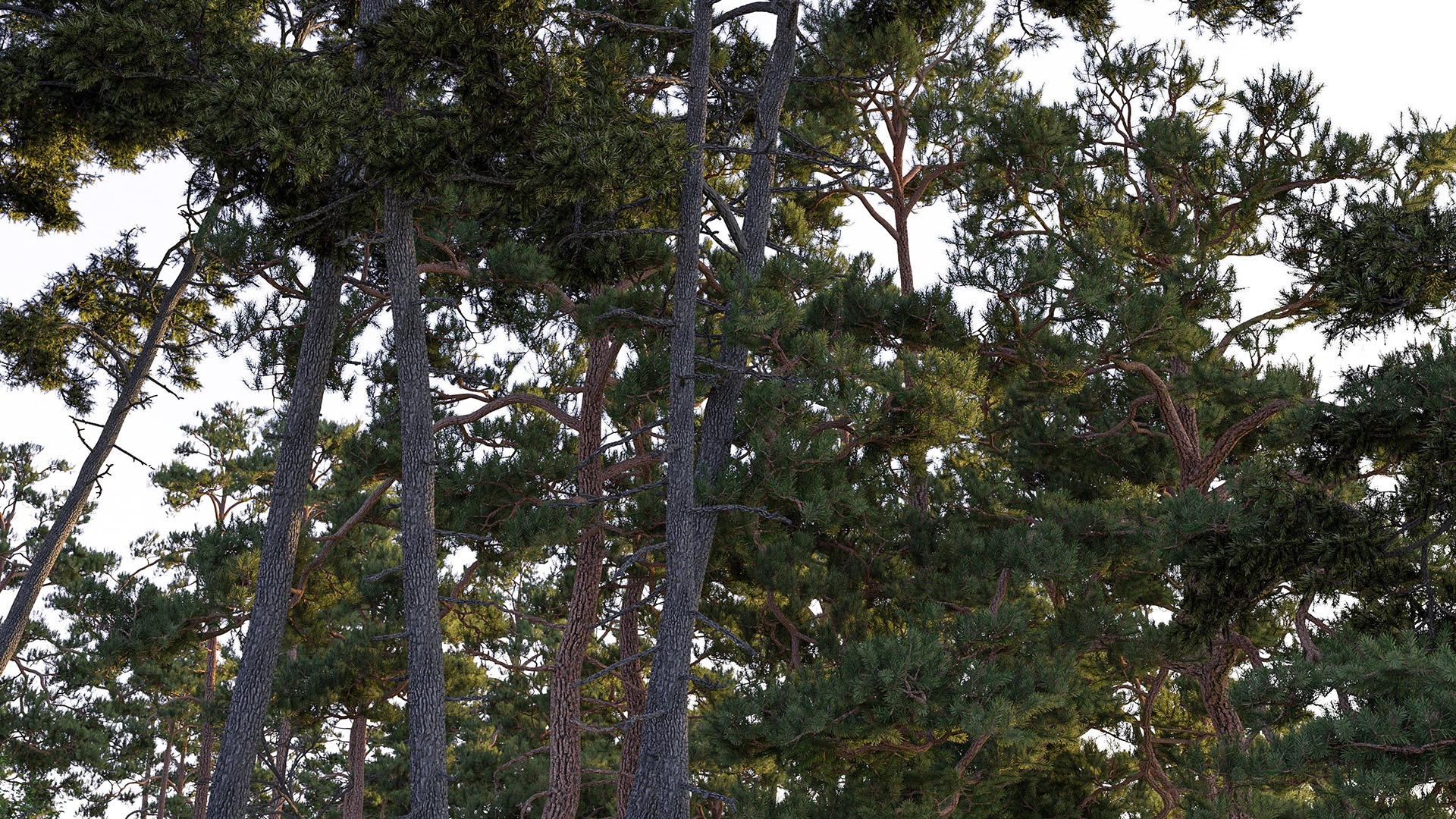 Figure 5: Forest canopy made up of pine trees, with every pine needle modeled as geometry. Rendered using Takua Renderer on a M1 Max 14-inch MacBook Pro. Click through for full 4K version.