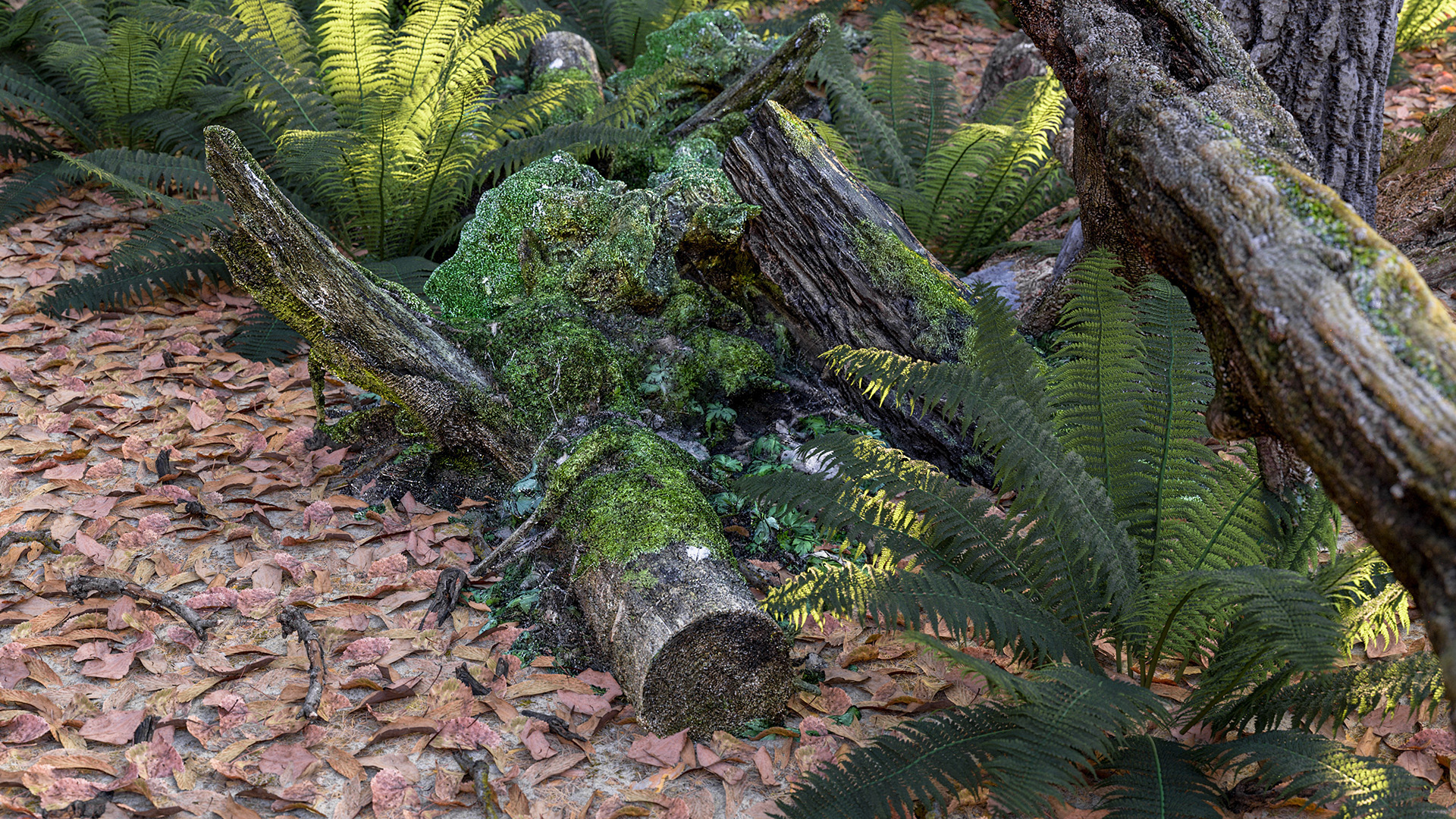 Figure 6: A mossy log, ferns, and debris on the forest floor. Rendered using Takua Renderer on a M1 Max 14-inch MacBook Pro. Click through for full 4K version.