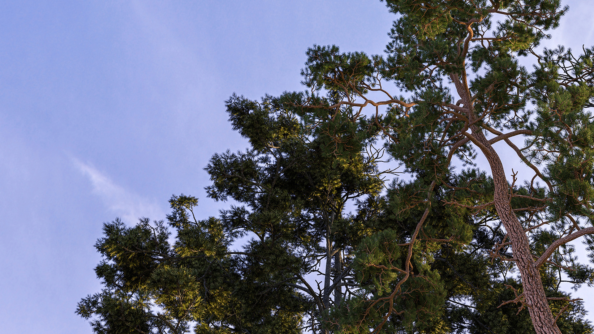 Figure 7: Sunlight transmitting through pine leaves in the forest canopy. Rendered using Takua Renderer on a M1 Max 14-inch MacBook Pro. Click through for full 4K version.